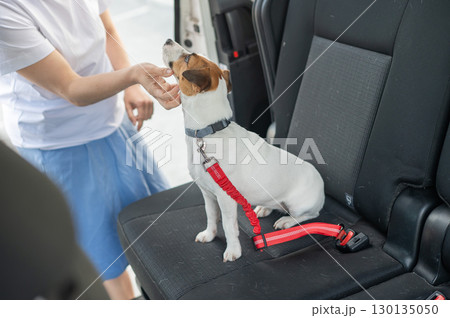 Caucasian woman travels by car with her dog. The owner fastens the Jack Russell Terrier with a seat belt.  130135050