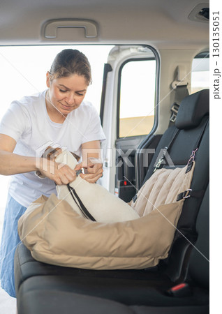 The owner fastens the Jack Russell Terrier dog with a seat belt. 130135051
