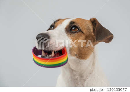 Jack Russell Terrier Dog Holds Rainbow Bracelet in Mouth. LGBT Concept. Jack Russell Terrier Dog Holds Rainbow Bracelet in Mouth. LGBT Concept. 130135077