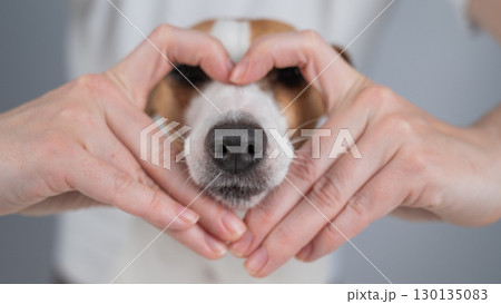 Owner holds her hands in the shape of a heart near the face of her Jack Russell Terrier. Owner holds her hands in the shape of a heart near the face of her Jack Russell Terrier. 130135083