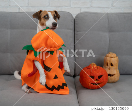 Jack Russell Terrier dog in pumpkin costume next to jack o lantern on sofa.  130135099