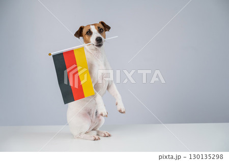Jack Russell Terrier dog holding a german flag on a white background.  130135298