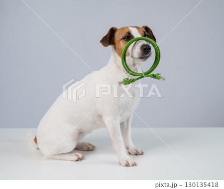 Jack Russell Terrier Dog Holding Internet Wire.  130135418