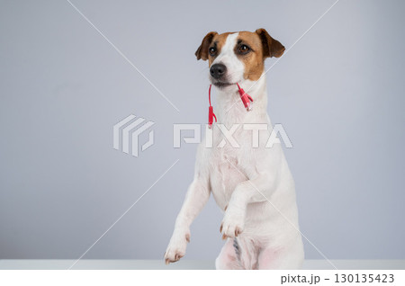 Jack Russell Terrier Dog Chewing Internet Wire.  130135423