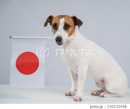 Jack Russell Terrier dog holding a Japanese flag on a white background. 130135436