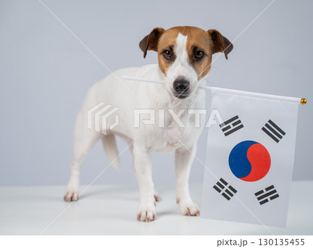 Jack Russell Terrier dog holding South Korea flag on white background. 130135455