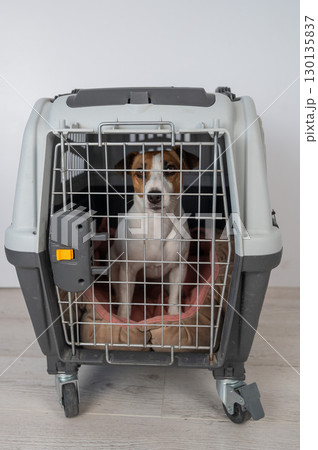 Jack Russell Terrier Dog in Pet Travel Bag. Jack Russell Terrier Dog in Pet Travel Bag. 130135837