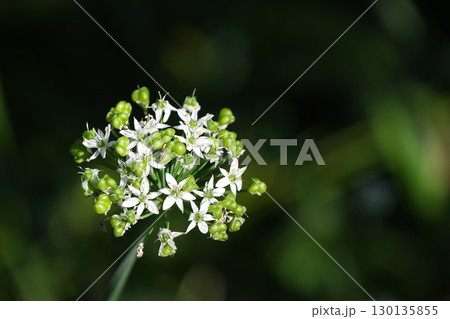 ニラの花 ニラの花 130135855