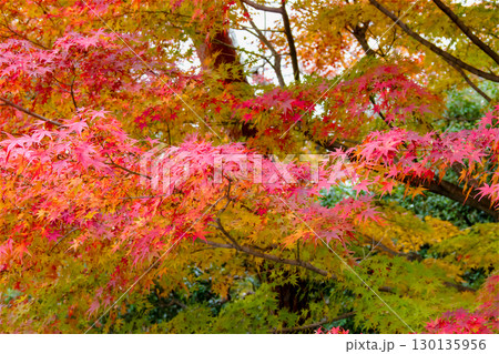 鮮やかな紅葉 130135956
