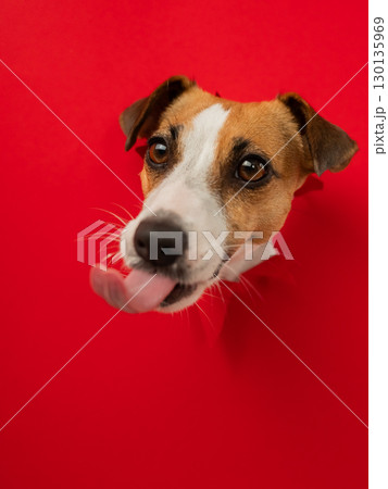 Funny dog licks his nose. Jack Russell Terrier head sticking out through red cardboard background. Vertical photo. Funny dog licks his nose. Jack Russell Terrier head sticking out through red cardboard background. Vertical photo. 130135969