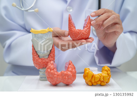 Hyperthyroidism, Overactive Thyroid, Thyroid Lymphoma, Asian doctor with thyroid gland human anatomy model in hospital. 130135992