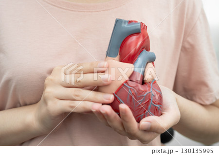 Cardiovascular disease CVD, Asian woman with heart human anatomy model. 130135995