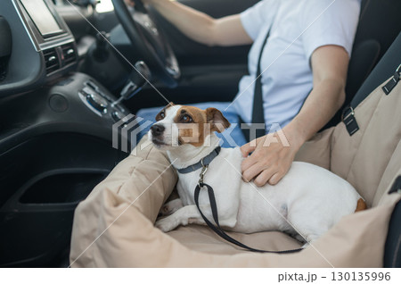 Caucasian woman travels by car with her dog. Jack Russell Terrier in a special car seat.  130135996