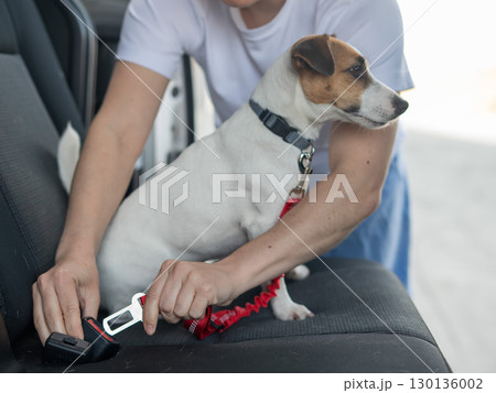 Caucasian woman travels by car with her dog. The owner fastens the Jack Russell Terrier with a seat belt.  130136002