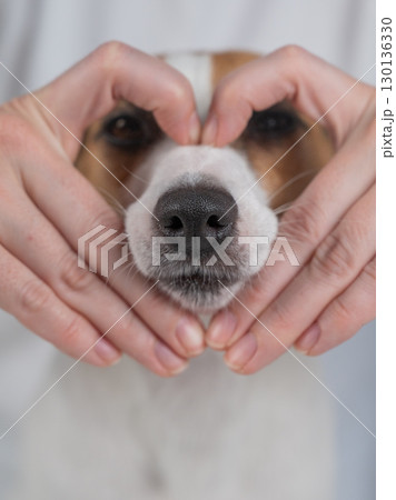 Owner holds her hands in the shape of a heart near the face of her Jack Russell Terrier.  130136330