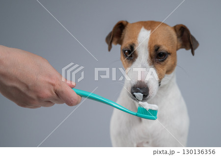 The owner offers the Jack Russell Terrier to brush her teeth. The dog licks the toothpaste.  130136356