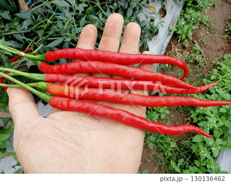 Vibrant red chili peppers with bold heat and fresh aroma, offering a perfect kick of spice and flavor to elevate any dish with just the right amount of fiery intensity in every bite. 130136462