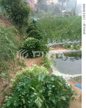 Fresh celery with crisp, crunchy stalks and vibrant green leaves, offering a mild, aromatic flavor. Perfect for salads, soups, juices, and healthy snacking! 130136466