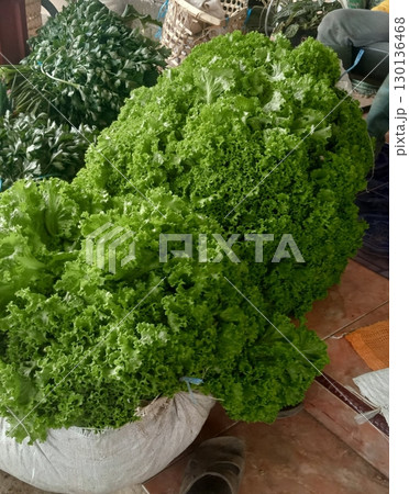 Crisp and vibrant freshly harvested lettuce with bright green leaves, full of natural freshness and rich in nutrients. Perfect for salads, sandwiches, or healthy meals. Crisp and vibrant freshly harvested lettuce with bright green leaves, full of natural freshness and rich in nutrients. Perfect for salads, sandwiches, or healthy meals. 130136468