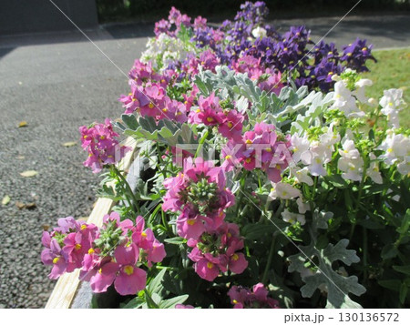 春の花壇に美しく咲き誇る、色鮮やかなペチュニアの花 130136572