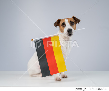 Jack Russell Terrier dog holding a german flag on a white background. Jack Russell Terrier dog holding a german flag on a white background. 130136685