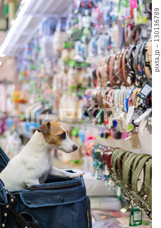 Jack Russell Terrier dog in a stroller in a pet store. Jack Russell Terrier dog in a stroller in a pet store. 130136789