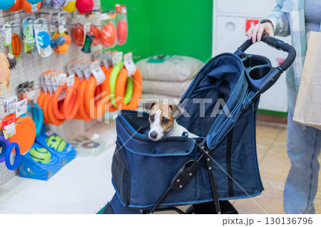 A woman is shopping at a pet store with her Jack Russell Terrier dog in a stroller. A woman is shopping at a pet store with her Jack Russell Terrier dog in a stroller. 130136796
