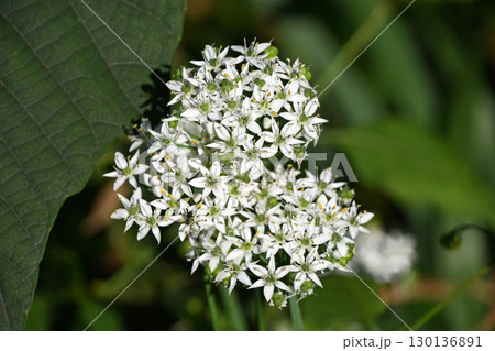 ニラの花 ニラの花 130136891