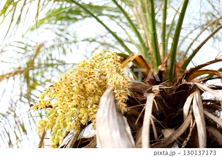 Pygmy date palm flowers blooming on bunch. 130137173