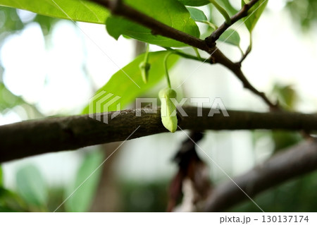 Young flower Sugar apple hanging on twig. 130137174
