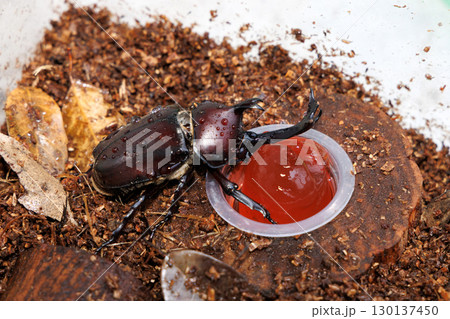 昆虫ゼリーを食べるカブトムシ 昆虫ゼリーを食べるカブトムシ 130137450