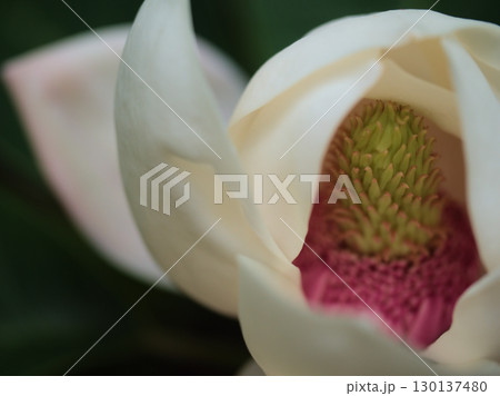 5月に上向きに咲いた可憐なウケザキオオヤマレンゲ（受咲大山蓮華） 130137480