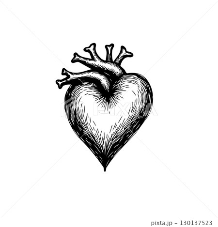 Detailed anatomical heart illustration with arteries in vintage sketch style 130137523