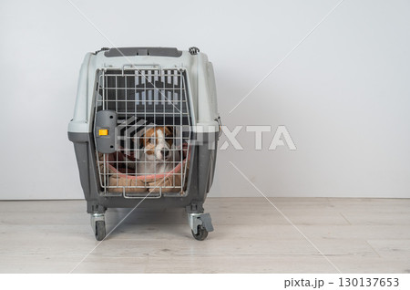 Jack Russell Terrier Dog in Pet Travel Bag.  130137653