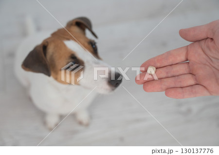 The owner hands the Jack Russell Terrier a pill.  130137776