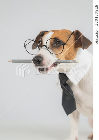 Business dog jack russell terrier holds pencil in mouth. Business dog jack russell terrier holds pencil in mouth. 130137816