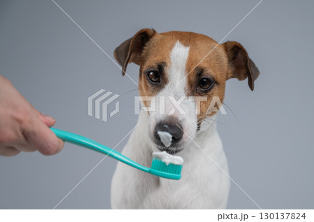 The owner offers the Jack Russell Terrier to brush her teeth. The dog licks the toothpaste.  130137824