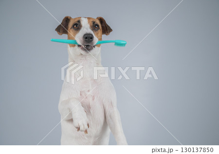 Jack Russell Terrier Dog Holding a Toothbrush in His Mouth.  130137850