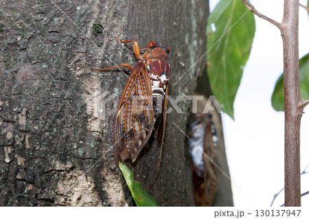 　木に止まるアブラゼミ 130137947
