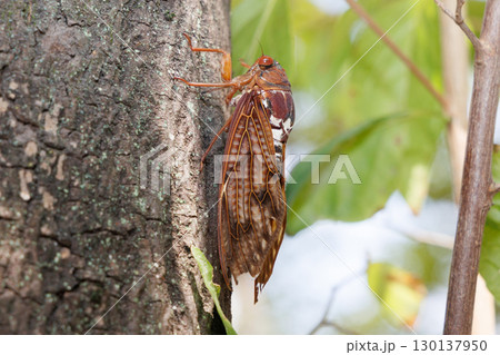 　木に止まるアブラゼミ 130137950