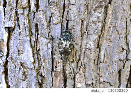 日本の横浜都市景観 夏の終わり…立秋(7日)が過ぎたが、厳しい暑さが続く…ミンミンゼミ=8月22日 日本の横浜都市景観 夏の終わり…立秋(7日)が過ぎたが、厳しい暑さが続く…ミンミンゼミ=8月22日 130138369