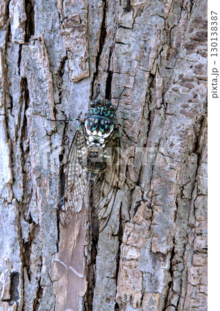 日本の横浜都市景観 夏の終わり…立秋(7日)が過ぎたが、厳しい暑さが続く…ミンミンゼミ＝8月22日 130138387