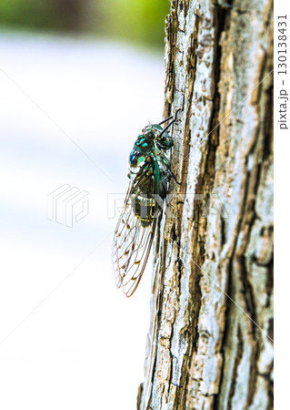 日本の横浜都市景観 夏の終わり…立秋(7日)が過ぎたが、厳しい暑さが続く…ミンミンゼミ＝8月22日 130138431