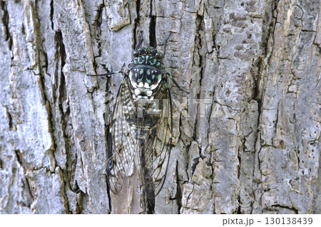 日本の横浜都市景観 夏の終わり…立秋(7日)が過ぎたが、厳しい暑さが続く…ミンミンゼミ＝8月22日 130138439