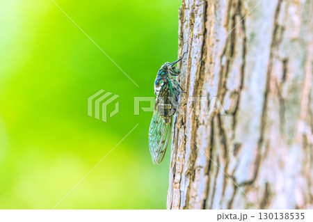 日本の横浜都市景観 夏の終わり…立秋(7日)が過ぎたが、厳しい暑さが続く…ミンミンゼミ=8月22日 日本の横浜都市景観 夏の終わり…立秋(7日)が過ぎたが、厳しい暑さが続く…ミンミンゼミ=8月22日 130138535