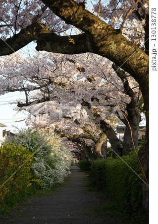 ソメイヨシノ‗240415050 130138778