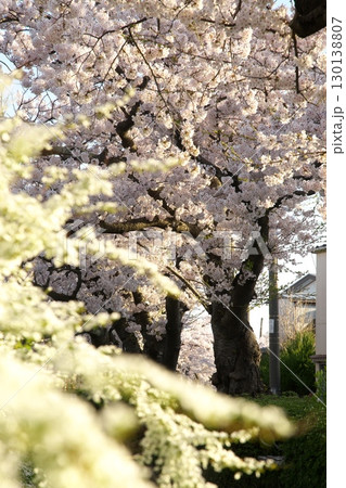 ソメイヨシノ‗240415019 ソメイヨシノ‗240415019 130138807