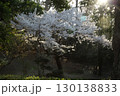 ソメイヨシノ‗240415038 130138833