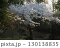 ソメイヨシノ‗240415036 130138835