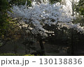ソメイヨシノ‗240415023 130138836